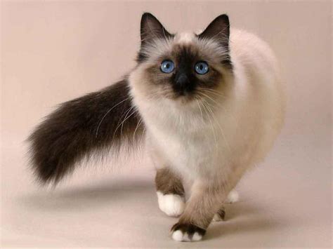 Balinese Cat Info Personality Kittens Pictures