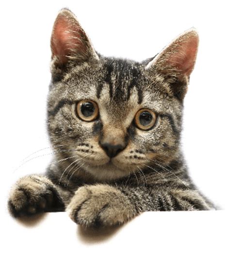 Download High Quality Cat Transparent Cute Transparent Png Images Art