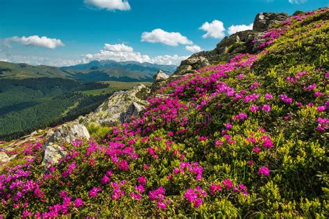 Colorful Pink Rhododendron Flowers In The Mountainsbucegi Carpathians