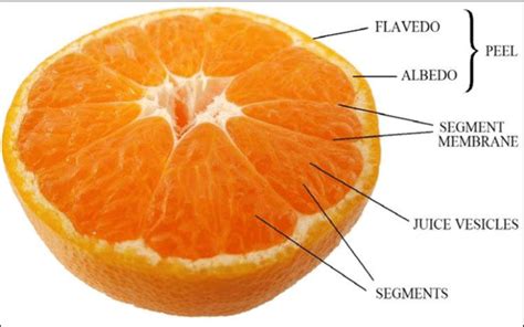 Segments Of The Citrus Fruit 3 Download Scientific Diagram