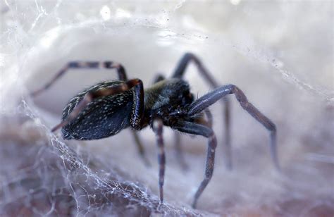 The Common Black House Spider A Case Of Mistaken Identity Australian