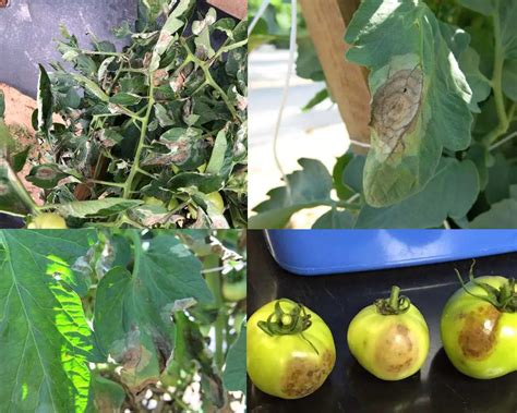 What Causes Black Spots On Tomatoes Heres The Answer