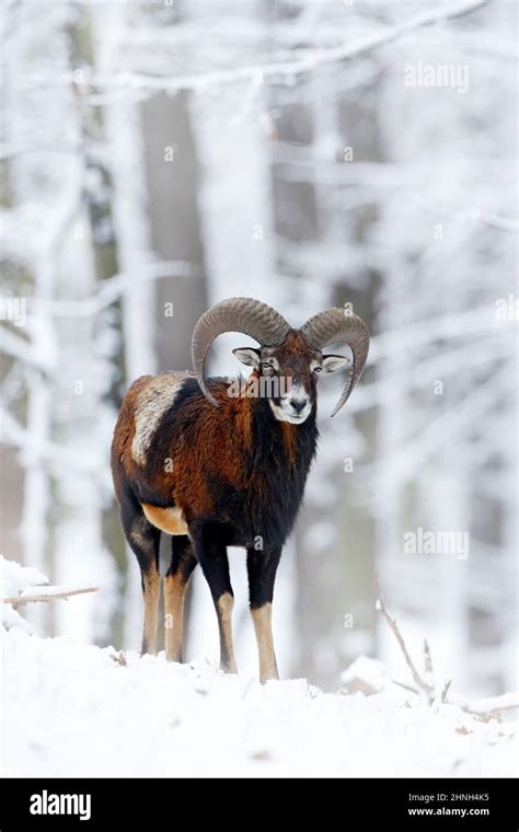 Mouflon Ovis Orientalis Horned Animal In Snow Nature Habitat Close