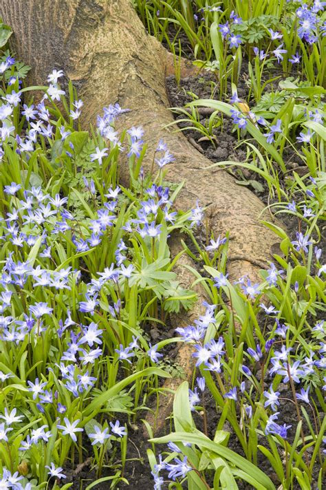 Setting a couple of stepping stones is a clever means to make a path around the roots. Planting under and around trees is a dicey bit of business ...