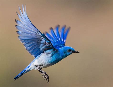 Bluebirds National Geographic Birds Tattoo Blue Bird Art Blue Bird