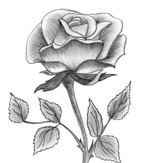 Wow 27 Sketsa Gambar Bunga Yg Mudah 40 Gambar Sketsa Bunga Indah Mawar