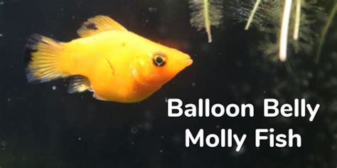 Balloon Belly Molly Fish Care Tank Size Feeding Breeding