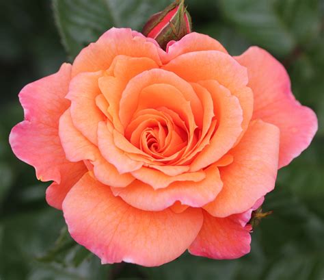 Buy Rose Of The Year 2017 Rose Scent From Heaven Climbing Rosa