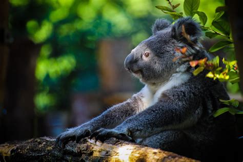 Animal Koala Hd Wallpaper