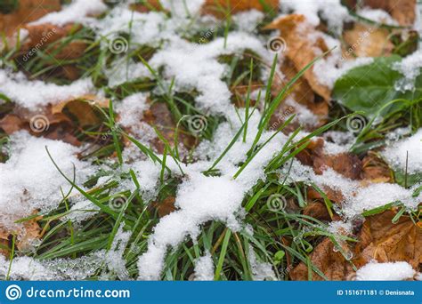 Melting Snow On Grass Stock Image Image Of Morning 151671181