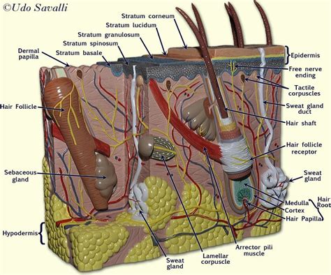 Impressive progress has been made recently to. Pin by Lily Sue on Integumentary system | Skin model ...