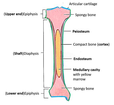 Long Bone Labeled Epiphysis Label A Long Bone