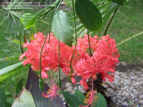 Discover our huge online selection of plants. PlantFiles Pictures: Chinese Lanterns, Japanese Lanterns ...