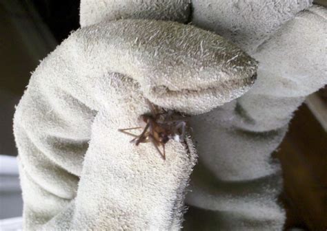 Brown Recluse Spider Swatteam Pest Control Services Of Kentucky