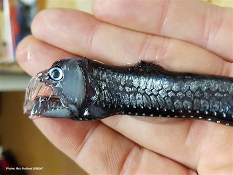 Viperfish Live Up To 40 Years And Have No Preferred Prey They Will