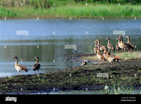 Egyptian Geese Alopochen Aegyptiaca Big Hippo Lagoon Orango Island