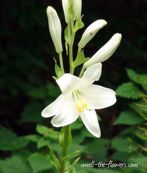 White Lilies Lily Flower White Lily Flower Types Of Lilies