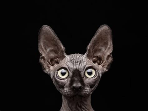 11 Fascinating Facts About Sphynx Cats