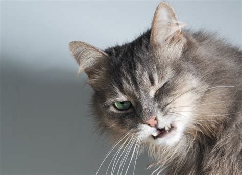 For most people, average breaths per. Acute Respiratory Distress Syndrome (ARDS) in Cats | petMD