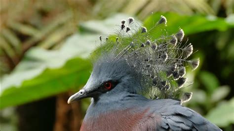 10 Most Beautiful Birds On Planet Earth Youtube