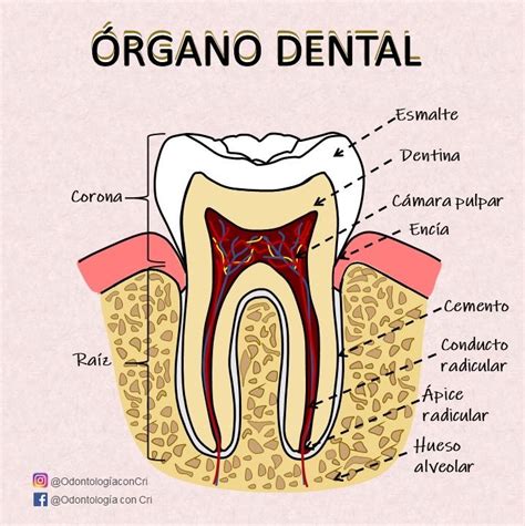 Órgano Dental Escuela De Higiene Dental Anatomía Dental Odontología