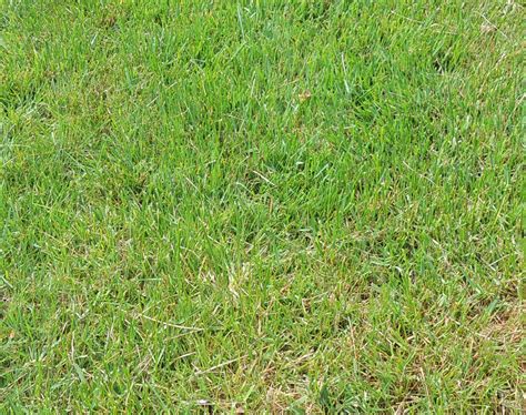 It will survive and actually do quite well. Controlling Zoysia Grass: How To Keep Zoysia Out