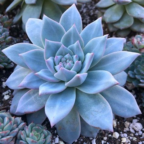 8 Blue Succulents You Need In Your Succulent Garden