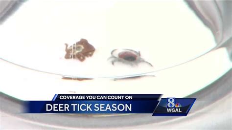Tick Season Is Here What You Need To Know