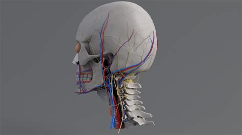 Human Head Anatomy 3d Model 99 Fbx Ma Max Obj Free3d