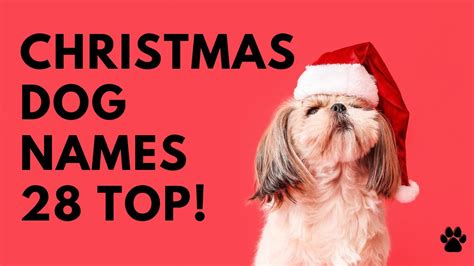🎄 Christmas Dog Names 🎅 28 Top ️ Winter Ideas Names Youtube