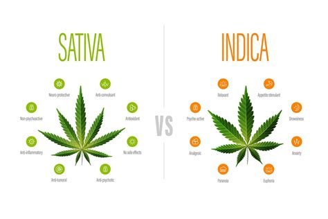 Cannabis Sativa Vs Indica Connaissez Vous Les Différences Dans Le Cbd
