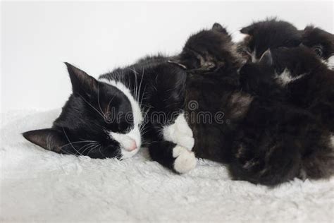 Tuxedo Mother Cat Breast Feeding Small Kittens Stock Photo Image Of