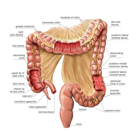 Where Small And Large Intestine Connect How Long Are Your Intestines Length Of Small And