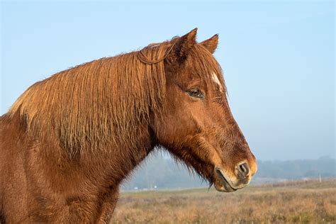 Portrait Of A Chestnut Horse Stan Schaap Photography