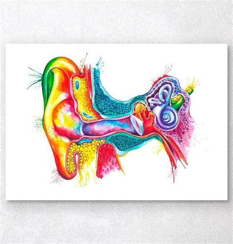 Ear Anatomy Poster Codex Anatomicus Anatomy Art Ear Anatomy Ear Art