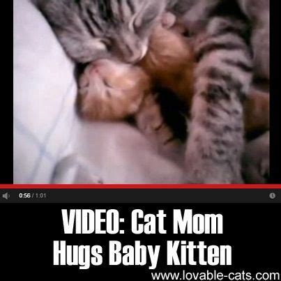 VIDEO Cat Mom Hugs Baby Kitten Lovable Cats Com CoolCatTreeHouse Baby Kittens Cat Mom Cats