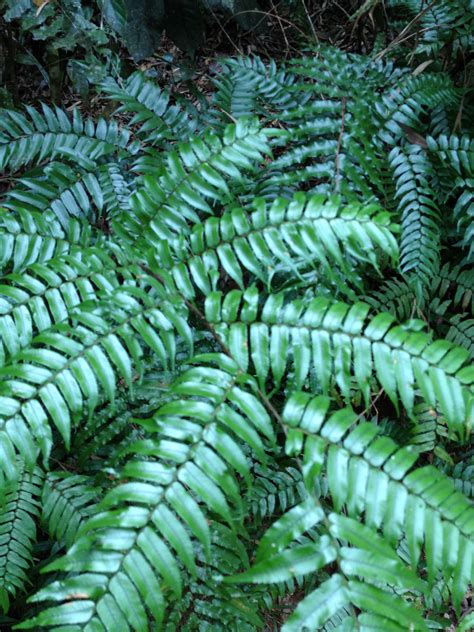 These Beautiful Ferns Are Found On Lot 16 Daley Road This Property Is