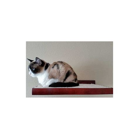 Popular cat climb shelves of good quality and at affordable prices you can buy on aliexpress. Cat Furniture Climbing Wall Shelves