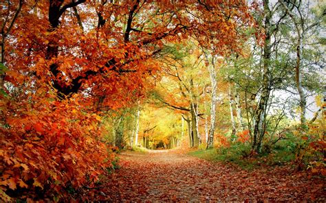Here's a compilation of game wallpaper and backgrounds, which is free for download. Autumn Oak Leaves On The River Wallpapers - Wallpaper Cave