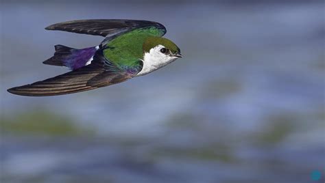 How To Capture Sharp Photos Of Birds In Flight Flipboard