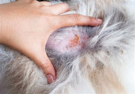 What Can You Put On A Dog With Dry Skin