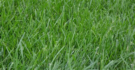 All You Need To Know About Kentucky 31 Tall Fescue