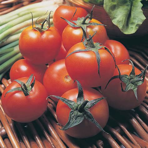 Tomato Moneymaker Organic Seedsd T Brown Vegetable Seeds
