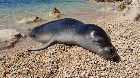 Endangered Mediterranean Monk Seals Last Haven Under Threat