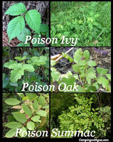 How To Identify And Treat Poison Ivy Oak And Sumac Leaves Plants