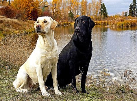 Black N Yellow Labrador Dog Wallpaper Desktop 4hotos Labrador