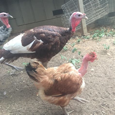 Turkey Chicken Hybrid