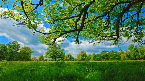 Meadow Summer Tree Surrounded By Greenery Grass Under Cloudy Sky Hd