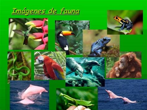 Fauna De La Selva Tropical Humeda Chefli