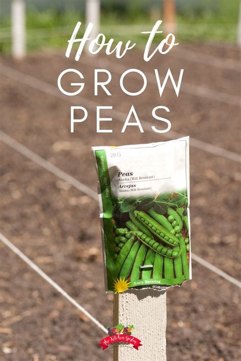 How To Grow Peas A Complete Guide Growing Peas Vegetable Garden For